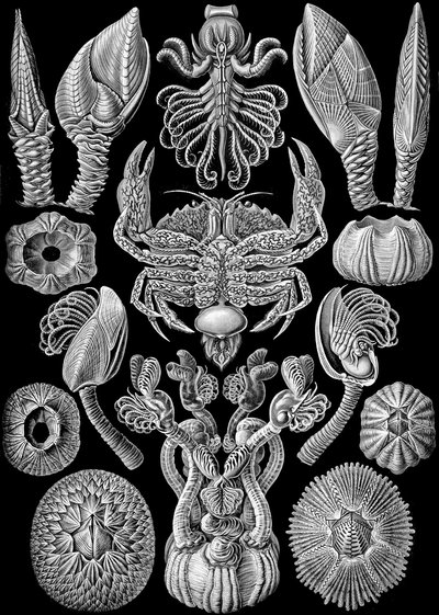 Illustration of Cirripedia from "Kunstformen der Natur" 1904 by Ernst (after) Haeckel