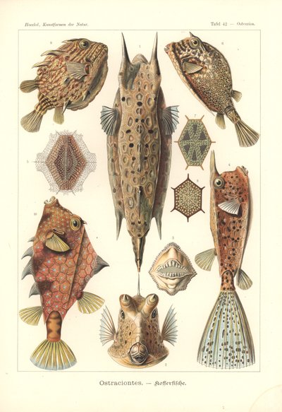 Ostracion - teleosts, Plate 42 from 