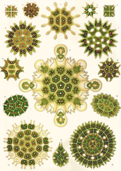Varieties of Pediastrum from 