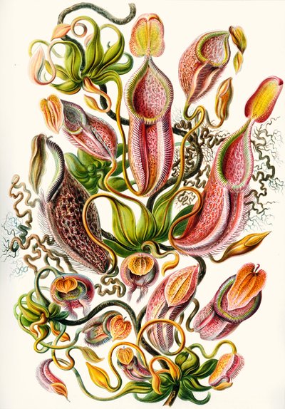 A collection of Nepenthaceae from 