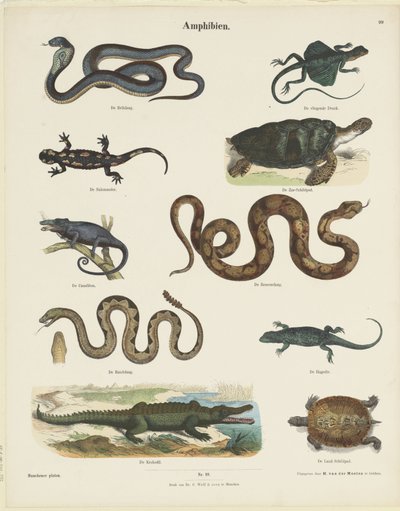 Amphibians (series title: Munchener Plates) by Ernst Fröhlich