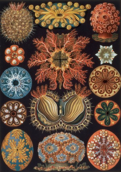 Ascidiae, plate 85 from 