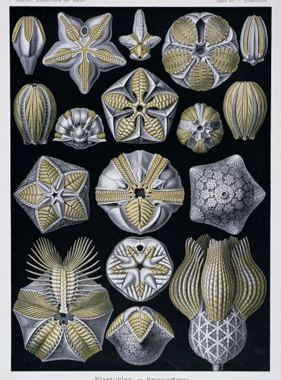 Blastoidea, plate from Artforms of Nature by Ernst Haeckel