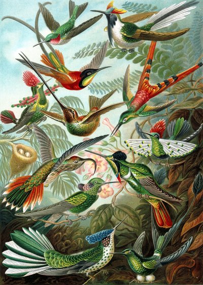 Example from the family Trochilidae, 
