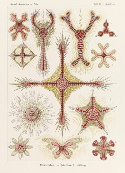 Plate 11 Heliodiscus Discoidea from 