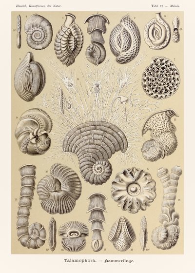 Plate 12 Miliola Talamophora from 