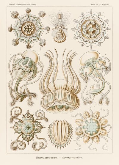 Plate 16 Pegantha Narcomedusae from 