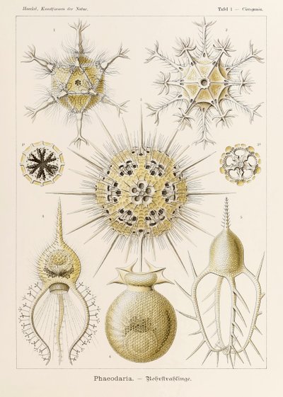 Plate 1 Circogonia Phaeodaria from 