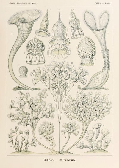 Plate 3 Stentor Ciliata from 