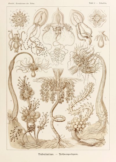 Plate 6 Tubuletta Tubulariae from 