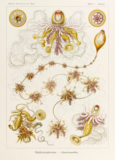Plate 7 Epibulia Siphonophorae from 