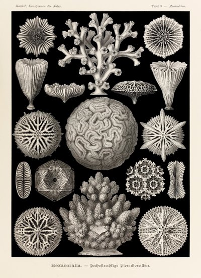 Plate 9 Maeandrina Hexacoralla from 