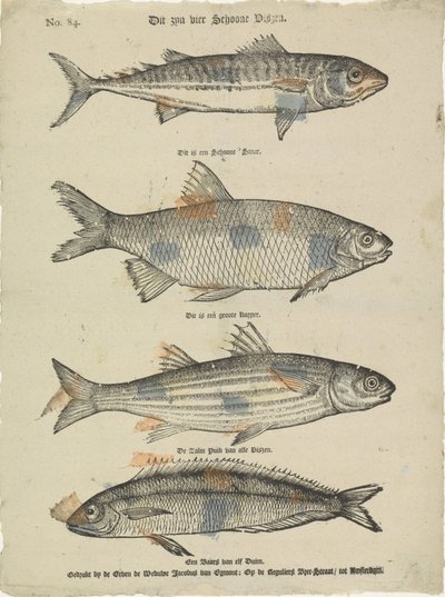 These Are Four Beautiful Fish by Erven de Weduwe Jacobus van Egmont