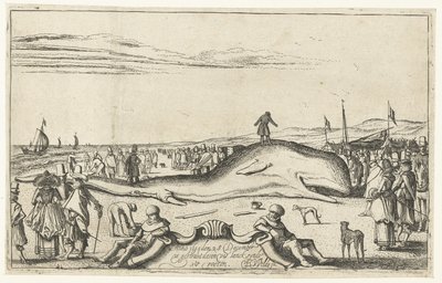 Stranded Whale on the Beach at Noordwijk, 1614 by Esaias van de Velde