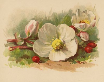 Christmas Rose and Berries by Ethel C. Nisbet