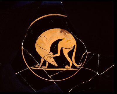 Attic Red-Figure Cup of Dog Scratching His Ear with a Hindleg, Inside Tondo by Euergides painter