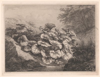 Great Coltsfoot by Eugene Bléry