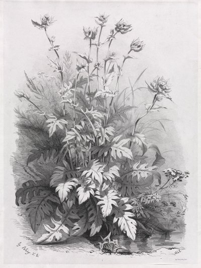 Groups of Various Plants Drawn After Nature: No. 7 by Eugene Bléry
