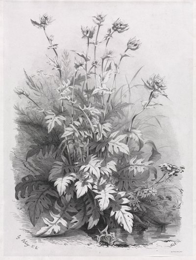 Groups of Various Plants Drawn After Nature: No. 7, 1848 by Eugene Bléry