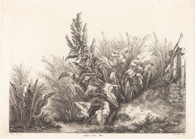 Study of a Patience-Dock by Eugene Bléry
