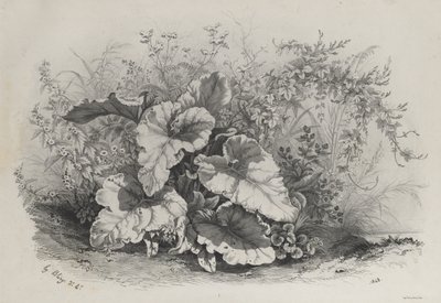 Plant Study from Group of Various Plants Drawn and Lithographed after Nature by Eugene Bléry