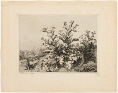 The Large Thistle, plate three from Les quatres grandes plantes by Eugene Bléry