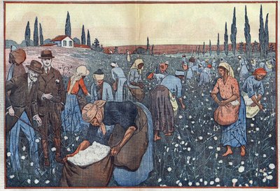 The cotton crop, near Orleanville, in the Chelif Valley, Algeria. Illustration of Damblans. In “Le Pelerin” of February 23 by Eugene Damblans