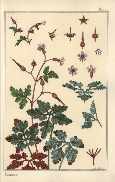 Botanical Illustration of a Geranium Flower, Petals, Leaves by Eugene Grasset