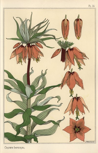 Botanical Illustration of the Crown Imperial Flower by Eugene Grasset