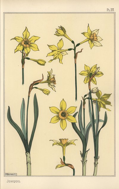 Botanical Illustration of the Jonquil, Narcissus Jonquilla, Showing Parts of Flower by Eugene Grasset