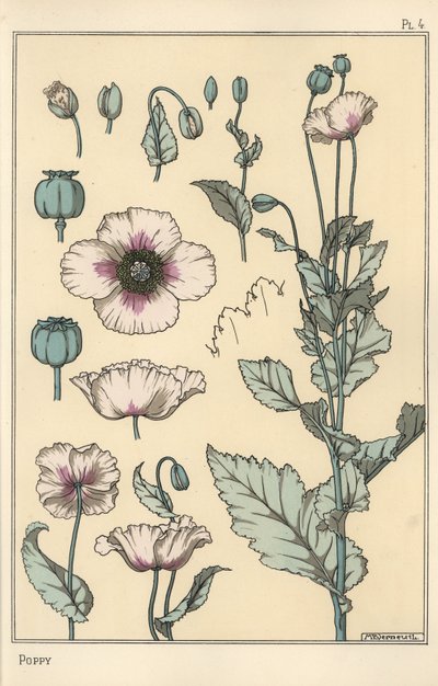 Botanical Illustration of the Poppy, with Flower Parts, Opium Pod by Eugene Grasset