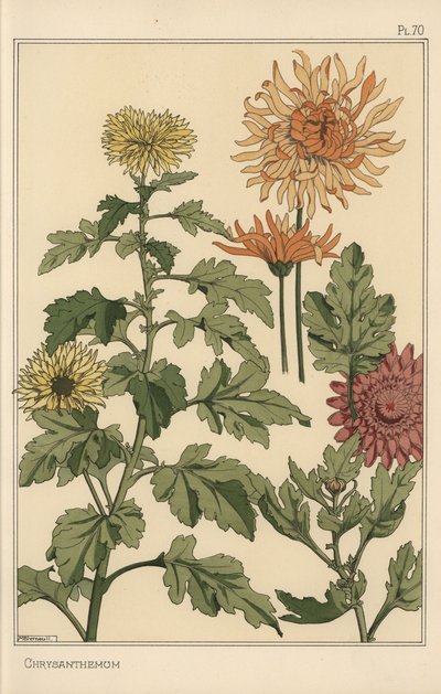 Chrysanthemum botanical study by Eugene Grasset
