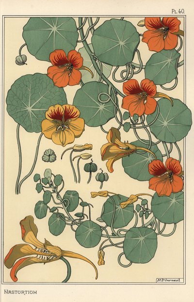 Nasturtium botanical study by Eugene Grasset