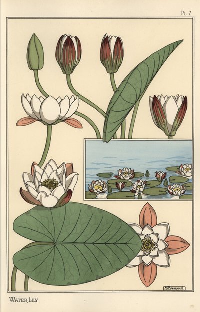 The Water Lily, Nelumbo lutea, and Flower Parts by Eugene Grasset
