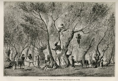 The collection of olives in the Amphissa region, drawing by E.Guillaume, to illustrate the story of Henri Belle: Voyage en Greece by Eugene Guillaume