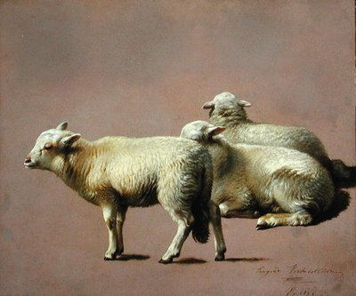 Study of Sheep by Eugene Joseph Verboeckhoven
