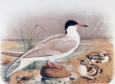 Common Tern (Sterna hirundo), engraving from Natural History of Birds that nest in Lombardy, by Eugenio Bettoni by Eugenio Bettoni, Oscar Dressler