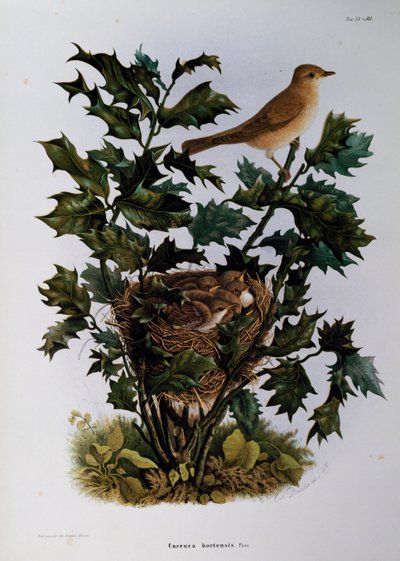 Garden Warbler (Sylvia hortensis), engraving from Natural History of Birds that nest in Lombardy, by Eugenio Bettoni by Eugenio Bettoni, Oscar Dressler