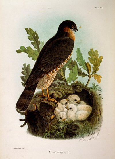 Illustration from Eugenio Bettoni
