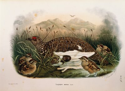 Illustration from Eugenio Bettoni