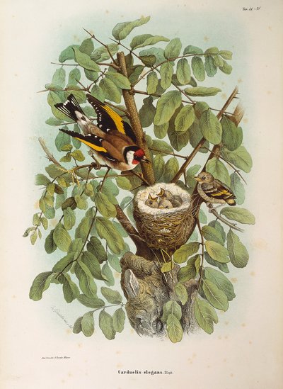 Illustration from Eugenio Bettoni