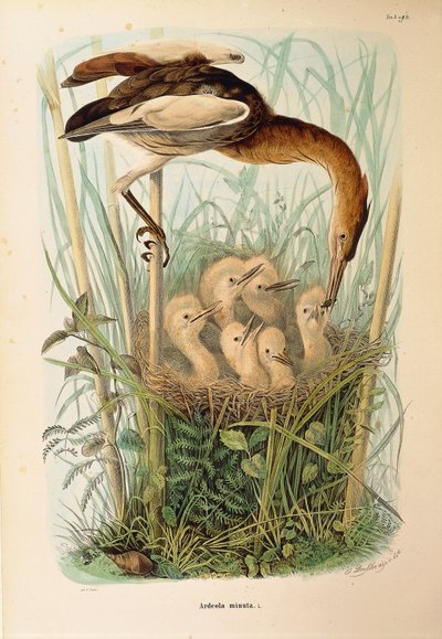 Illustration from Eugenio Bettoni