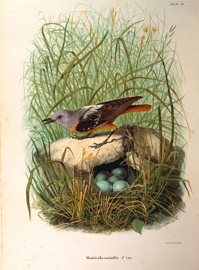 Illustration from Eugenio Bettoni