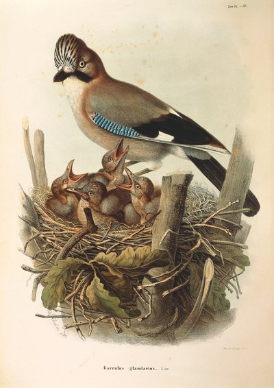 Illustration from Eugenio Bettoni