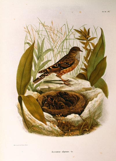 Illustration from Eugenio Bettoni