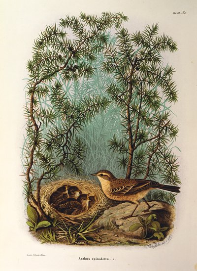 Illustration from Eugenio Bettoni