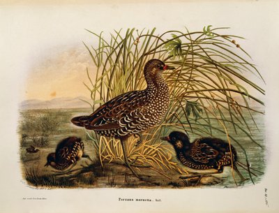 Illustration from Eugenio Bettoni