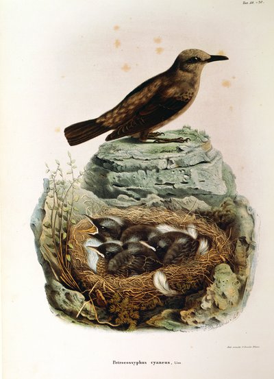 Illustration from Eugenio Bettoni