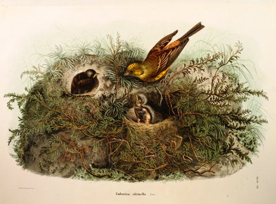 Illustration from Eugenio Bettoni