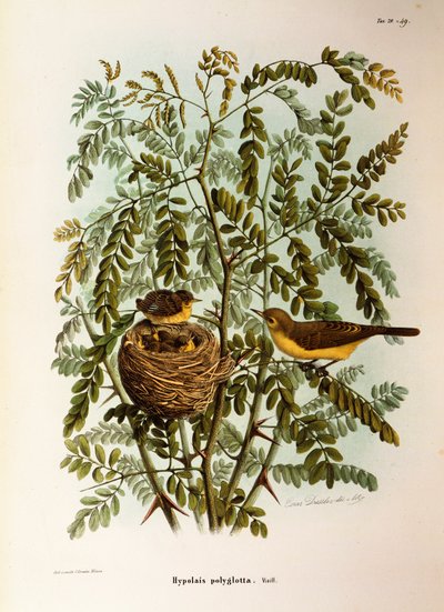 Illustration from Eugenio Bettoni